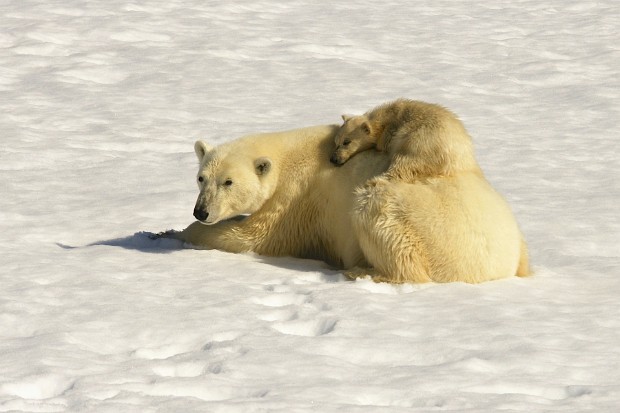 Svalbard